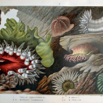 Fig. 10 – Diorama di colorate anemoni. Tavola IV (tratto da: P.H. Gosse, "Actinologia Britannica: A History of the British Sea-Anemones and Corals", Van Voorst, London 1860, p. 190)