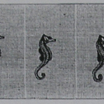 Fig. 13 – «Hippocampe aves les phases successives de l’ondulation ascendante de sa nageoire dorsale» (tratto da: Étienne-Jules Marey, "La locomotion dans l’eau. Étudiée par la photochronographie", in «La Nature», 29 settembre 1883, p. 376)
