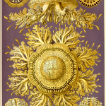 Fig. 14 – Meduse ornamentali. Tavola 28, «Toreuma», Discomedusae (tratta da: E. Haeckel, "Kunstformen der Natur", Bibliographisches Institut, Leipzig-Wien 1899-1904)