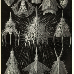 Fig. 20 – Eleganti simmetrie dei radiolari. Tavola 31, «Calocyclas», Cyrtoidea (tratta da: E. Haeckel, "Kunstformen der Natur", Bibliographisches Institut, Leipzig-Wien 1899-1904)
